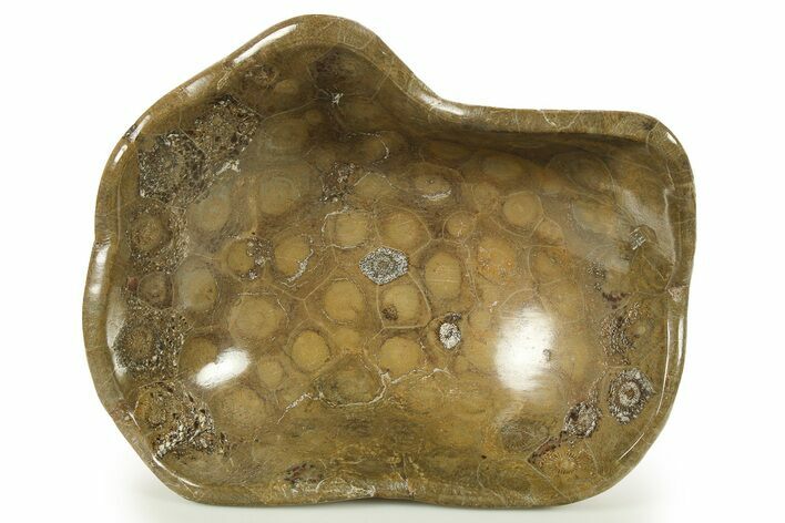 Polished Fossil Coral (Actinocyathus) Dish - Morocco #286812